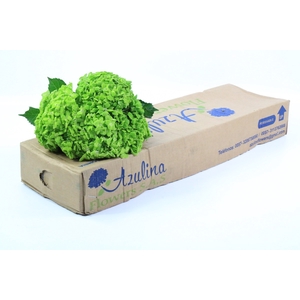 Hydrangea dark green