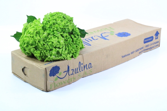 <h4>Hydrangea dark green</h4>