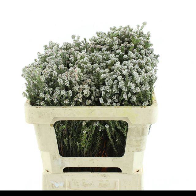 <h4>PHYLICA PLUMOSA</h4>