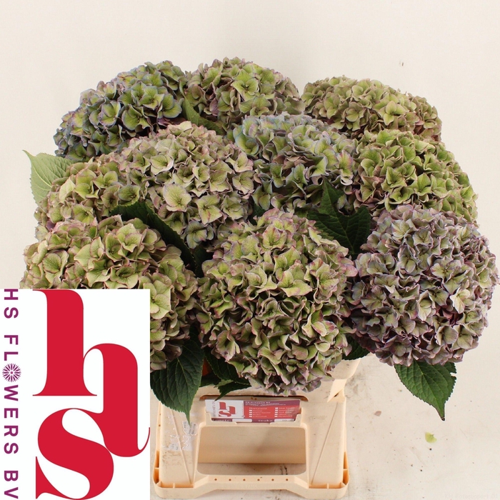 <h4>HYDR M CH RODEO CL</h4>