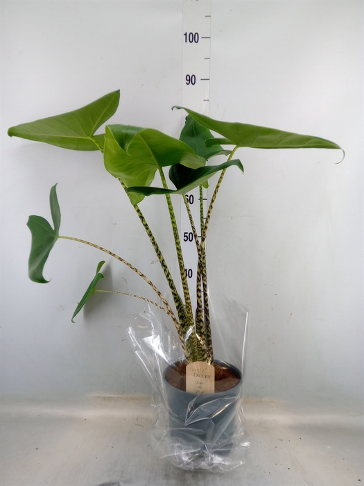 <h4>Alocasia zebrina</h4>