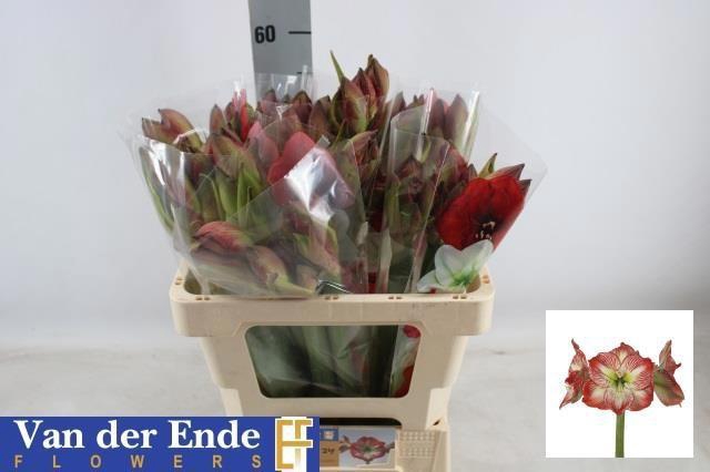 <h4>HIPP GA MEGA STAR</h4>