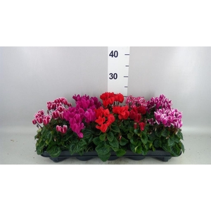 Cyclamen KL 'Verano'