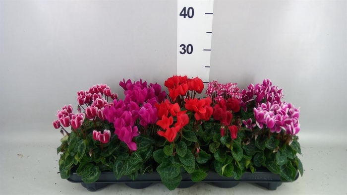 <h4>Cyclamen KL 'Verano'</h4>