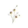 Rosa Branch White