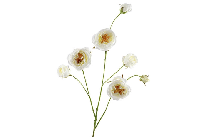 <h4>Rosa Branch White</h4>