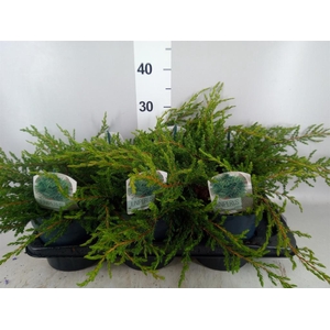 Juniperus communis 'Repanda'