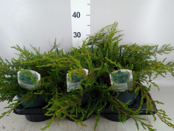 <h4>Juniperus communis 'Repanda'</h4>