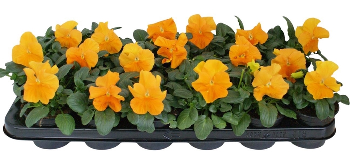 <h4>Viool F1 oranje p9</h4>