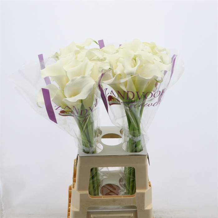 <h4>Calla Whitehorse</h4>