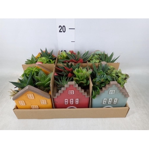 Arr.   Kamerplant Groen L%