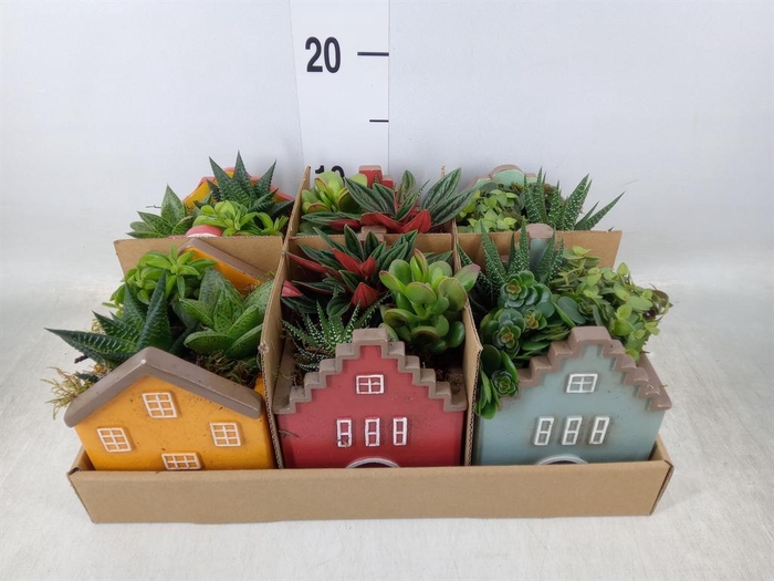 <h4>Arr.   Kamerplant Groen L%</h4>