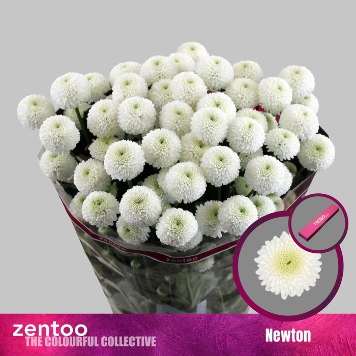 <h4>CHRYSANTHEMUM TR 'NEWTON'</h4>