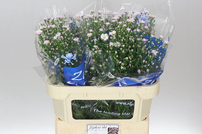 <h4>Aster Claudia</h4>