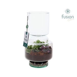 Green Bottle Lotte Medium met Terrarium arrangemet