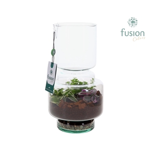 Green Bottle Lotte Medium met Terrarium arrangemet