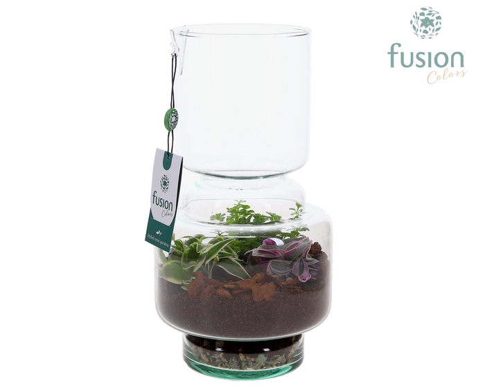 <h4>Green Bottle Lotte Medium met Terrarium arrangemet</h4>
