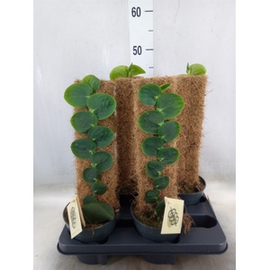 Planten   ...green L%