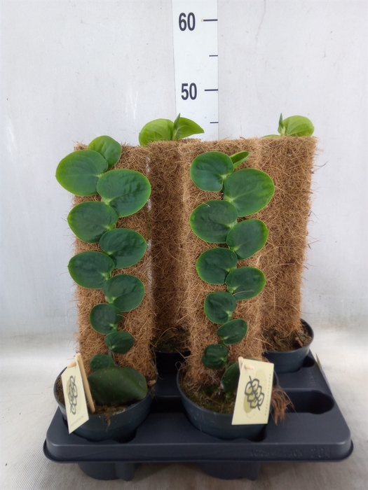 <h4>Planten   ...green L%</h4>