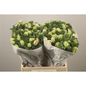 Anemone Mistral White