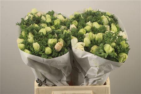 <h4>Anemone Mistral White</h4>