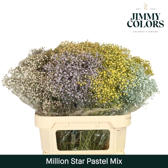 <h4>Gyps Million Star L80 Pastel mix</h4>