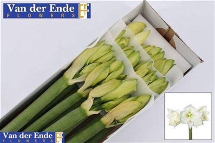 <h4>Hipp Ga Mont Blanc</h4>