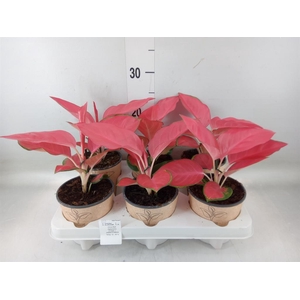 Aglaonema   ...