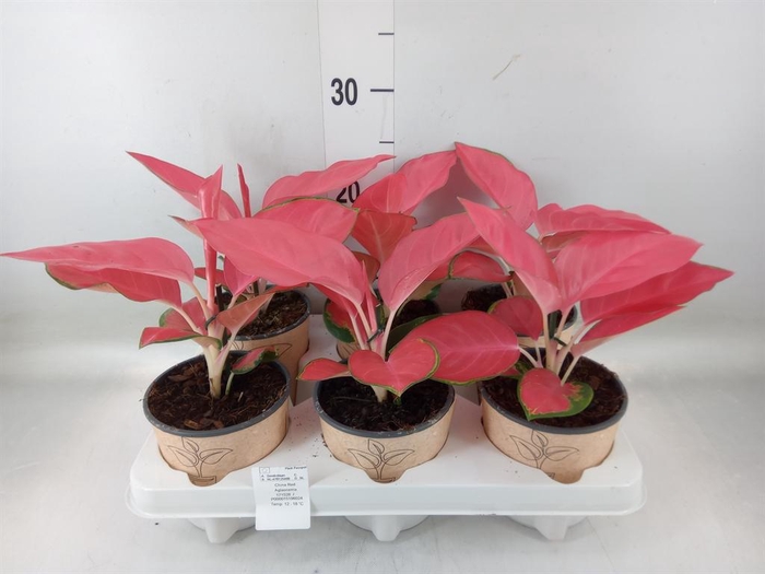 <h4>Aglaonema   ...</h4>