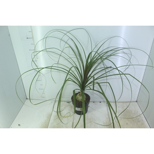 BEAUCARNEA P17
