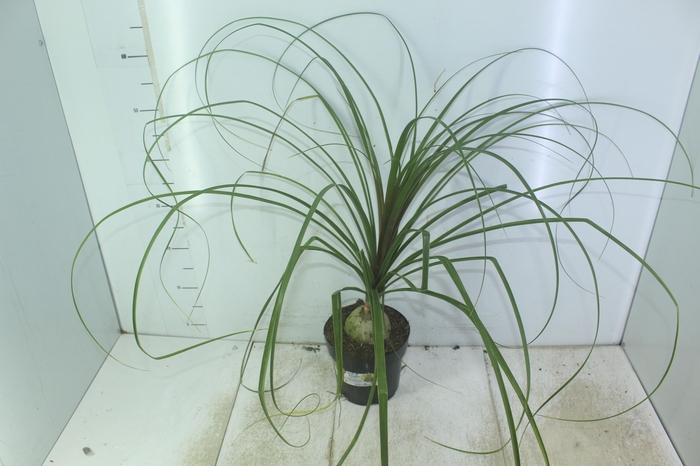 <h4>BEAUCARNEA P17</h4>