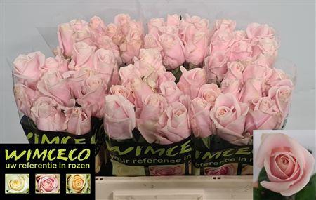 <h4>R GR SWEET AVALANCH+</h4>