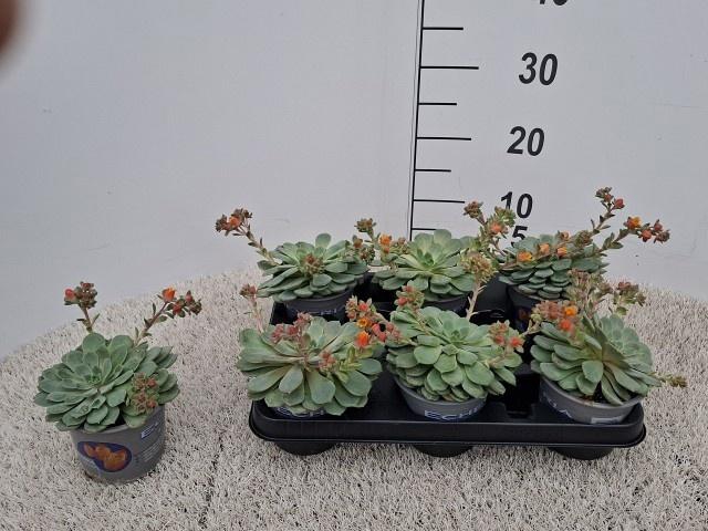 <h4>ECHEV DONDO</h4>