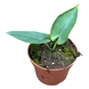 Alocasia