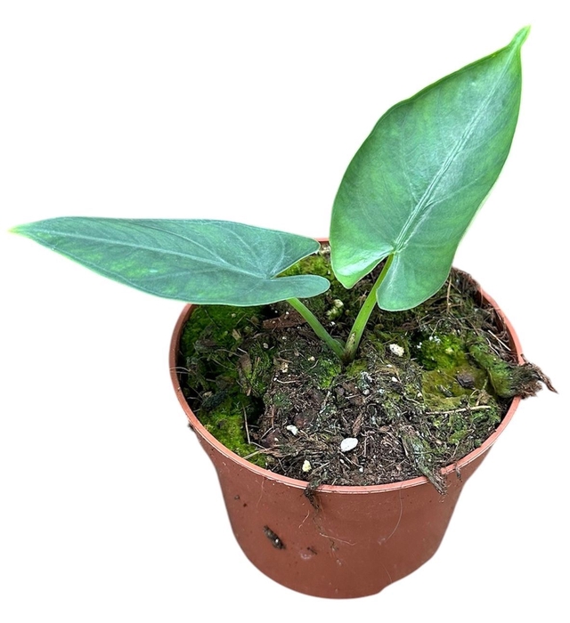 Alocasia