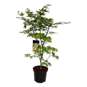 Acer pal. 'Osakazuki'