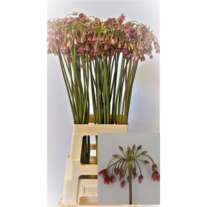 ALLIUM NECTAROSCORDUM NECTAROSCORDU