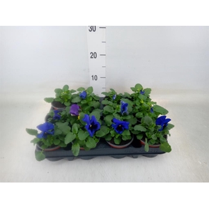 Viola wr. 'Delta Lavender'