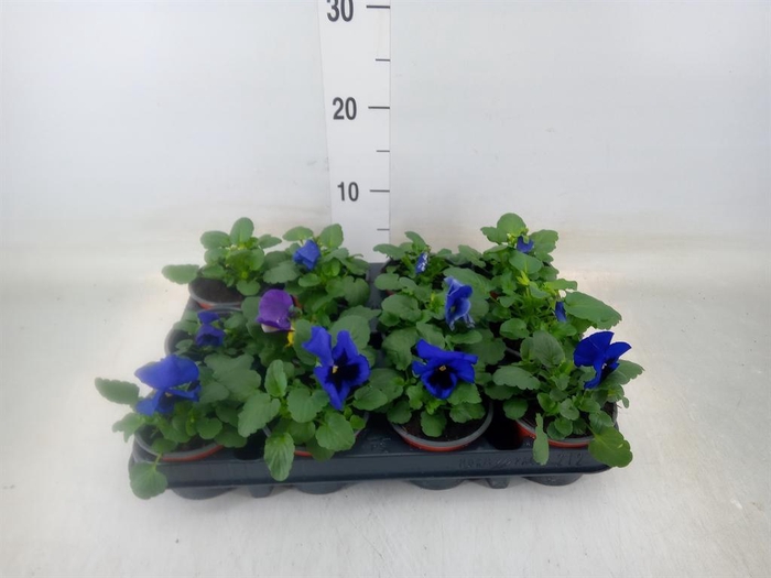 <h4>Viola wr. 'Delta Lavender'</h4>