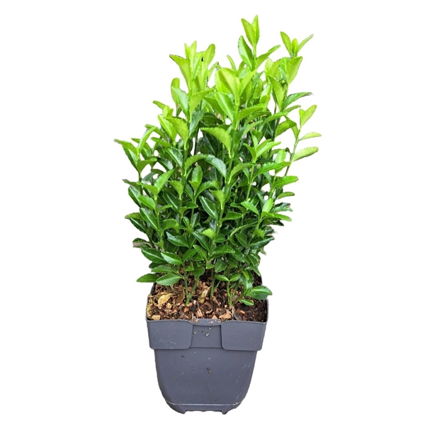 <h4>Euonymus japonicus 'Green Spire' P13</h4>