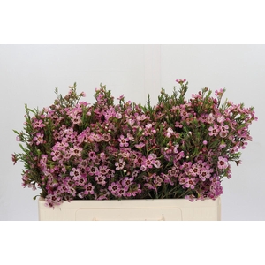 Chamelaucium Grand Adi