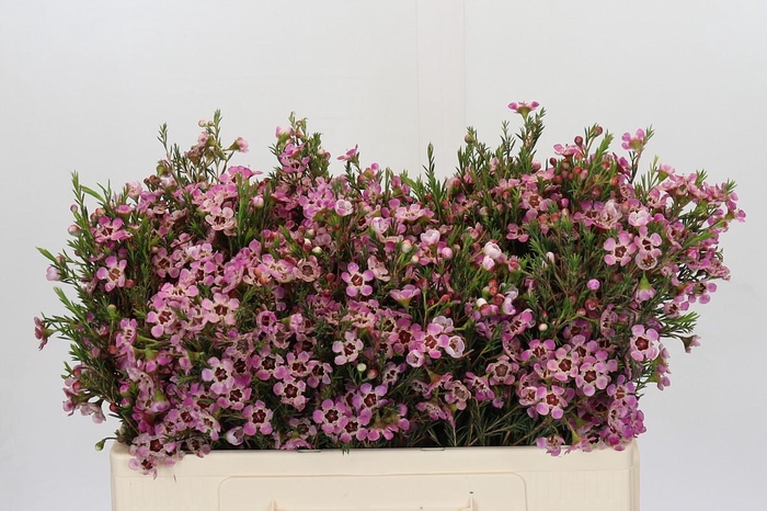 Chamelaucium Grand Adi