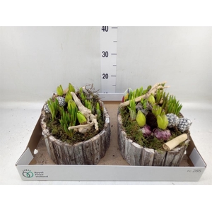 Arr.   Bol/Knolgewas L%