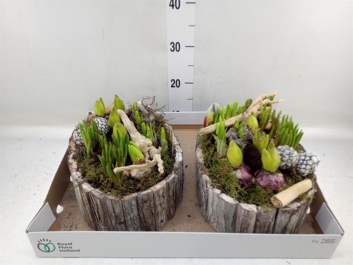 <h4>Arr. Bol/Knolgewas L%</h4>