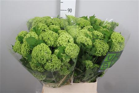 <h4>Viburnum Roseum St 4+</h4>
