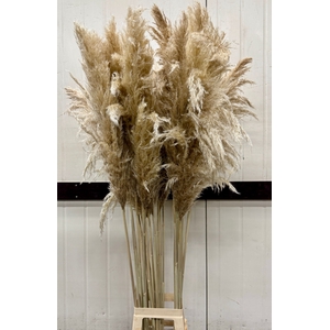 CORTADERIA SILVER MOUNT P.BL