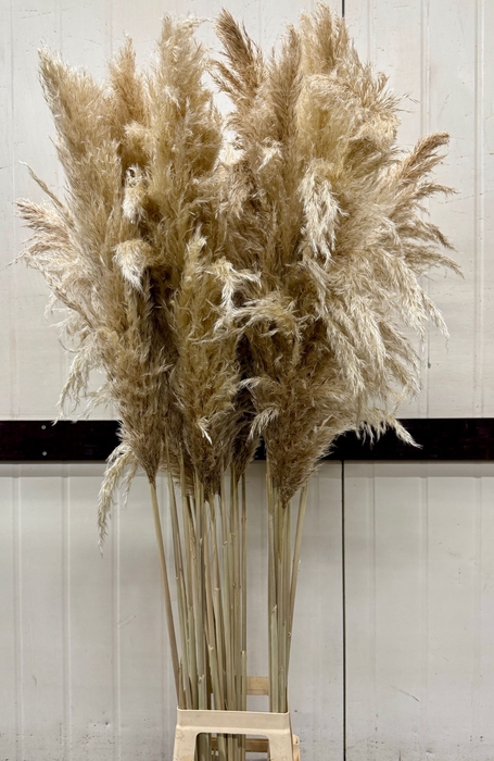 <h4>CORTADERIA SILVER MOUNT P.BL</h4>