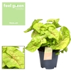 Syngonium Golden Feel Green (Decorum)