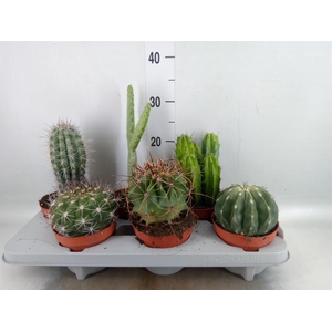 Cactus   ...mix