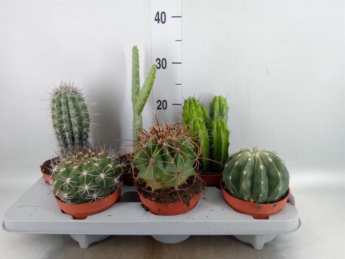 <h4>Cactus   ...mix</h4>